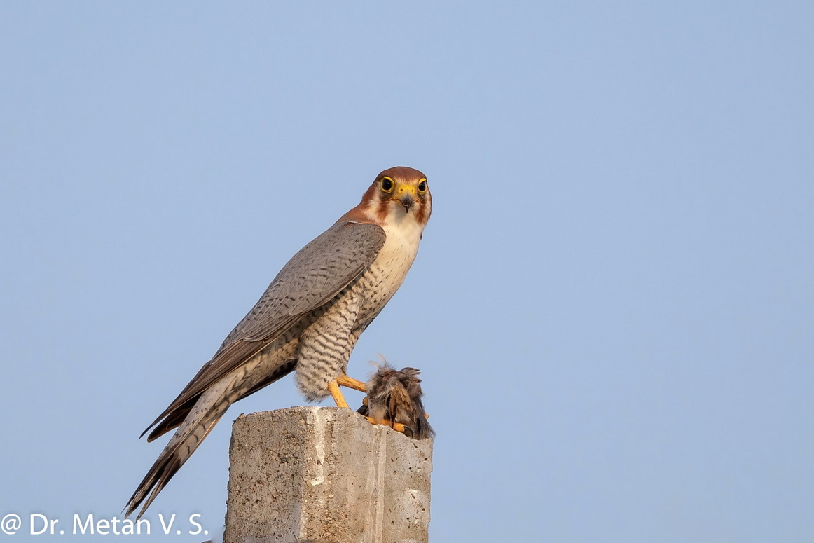 The Red neck falcon 3