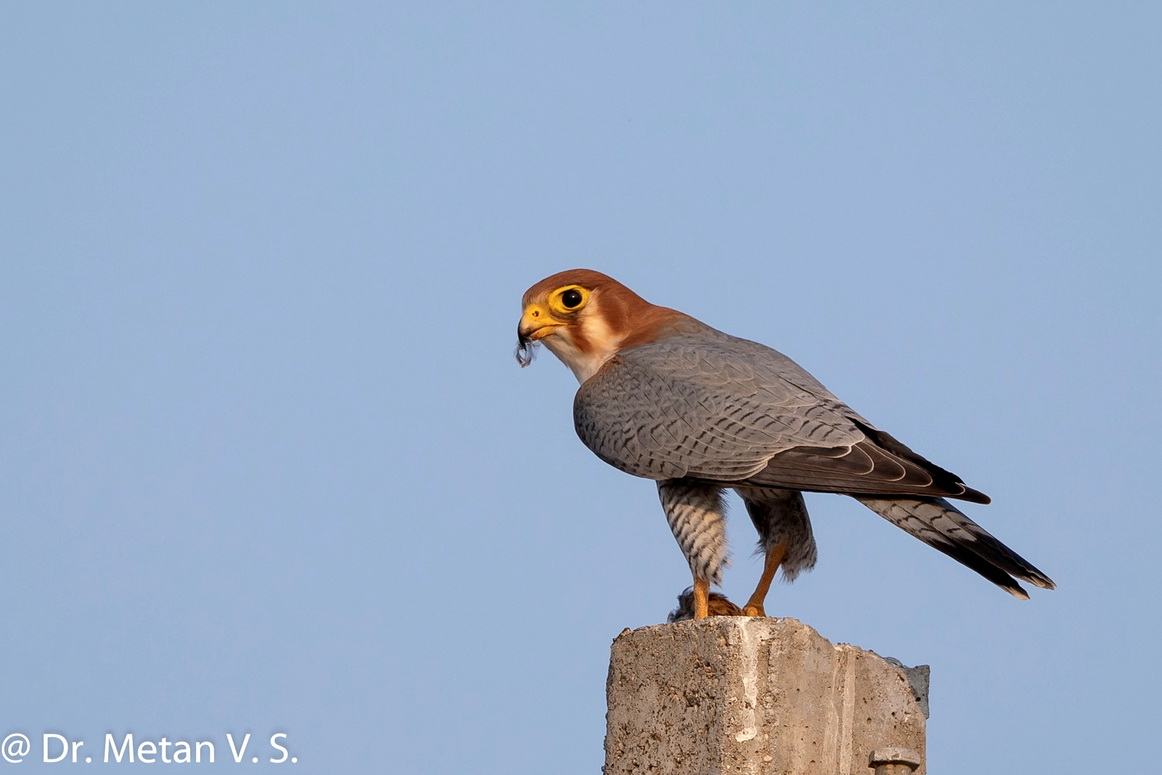 The Red neck falcon 6