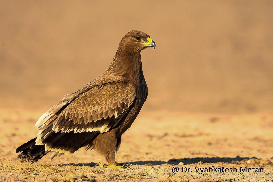 The Steppe Eagle 3