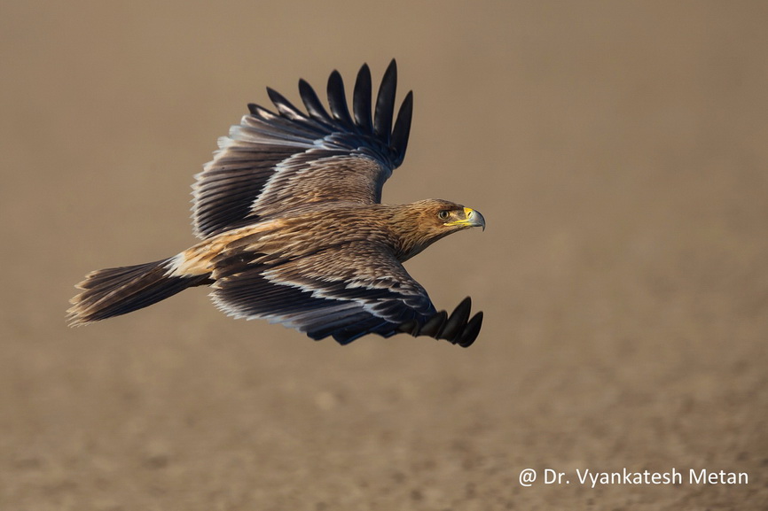 The Steppe Eagle in flight 1