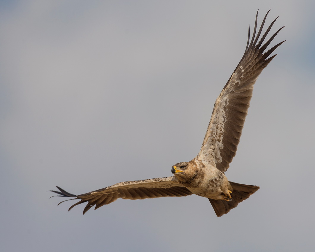 The Tawny Eagle Flight