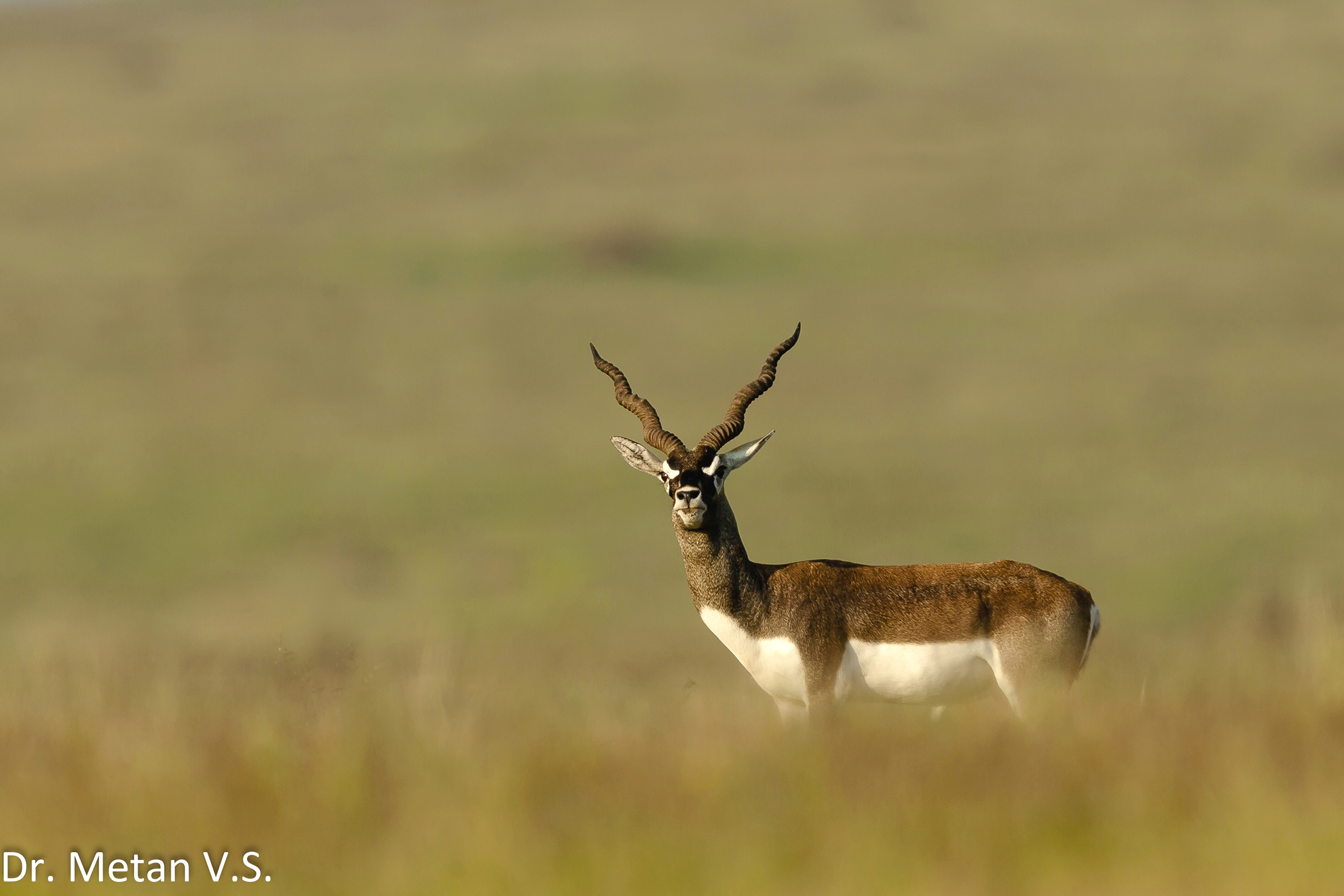 Blackbuck - Dr. Vyankatesh Metan Photography